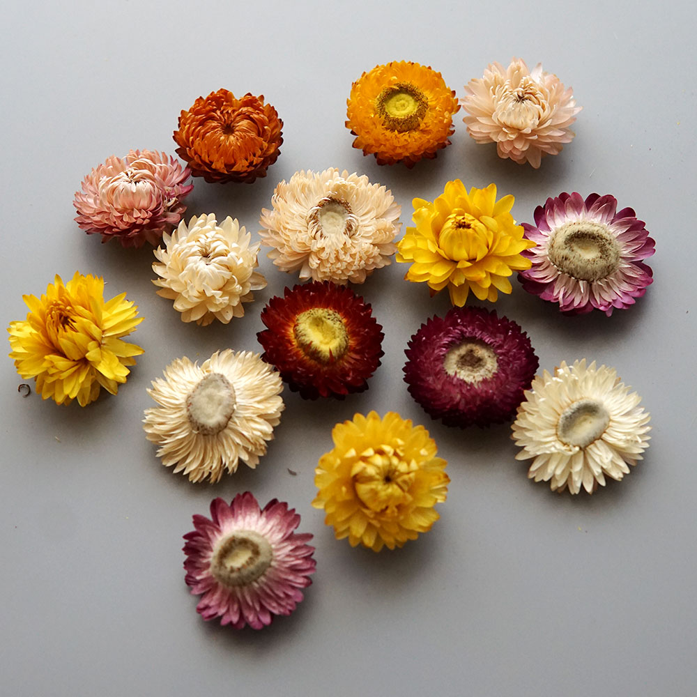 Natural Dried Colorful Chrysan - Baby Products 1 Year 评论和价格
